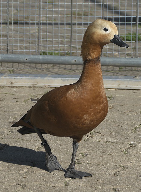 要席位