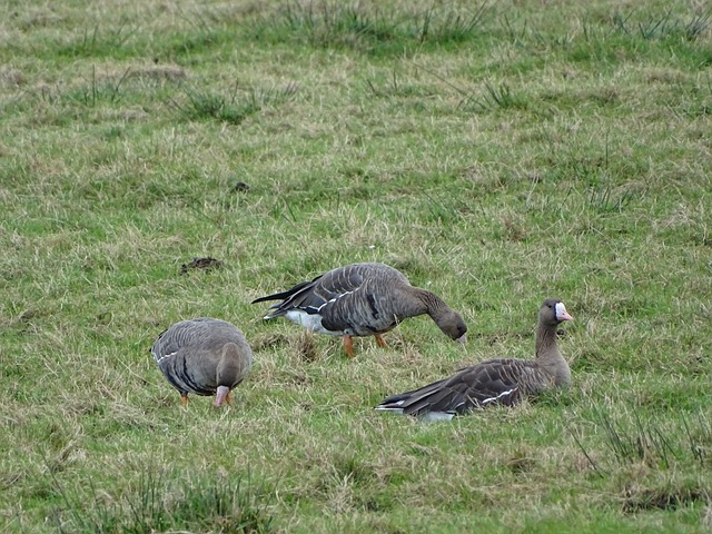 稳步前行的 稳步前行的